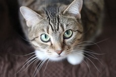 CC0 Public Domain via Pexels