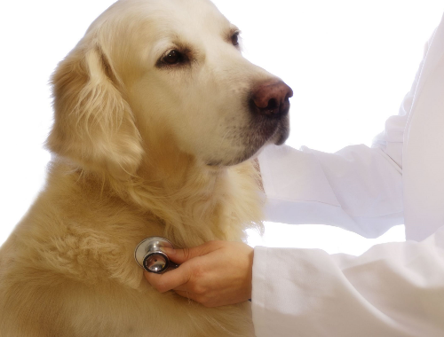 Soins des canins >>